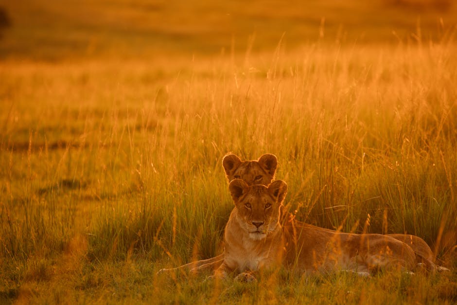Camps in Serengeti Where Lions Roam at Dawn