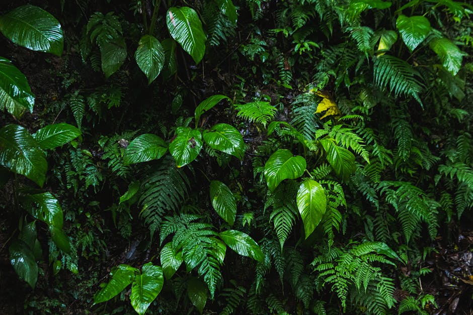 Jungle Canopy Villas on Hawaii’s Rain-Drenched Peaks