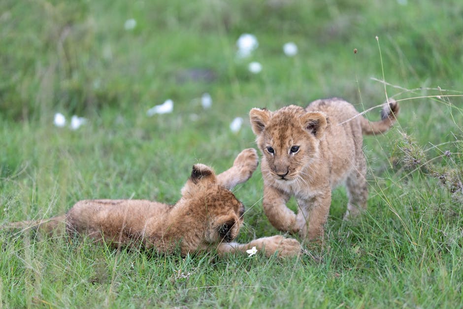 Private Safari Suites That Blend Into African Wilderness