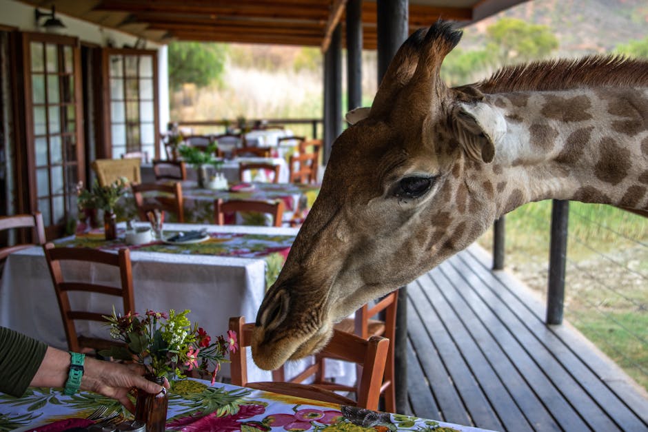Safari Homes With Deck Chairs Overlooking Herd Trails